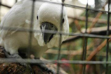 Beautiful white cockatoo bird in a cage, looking outside with hopeful look.