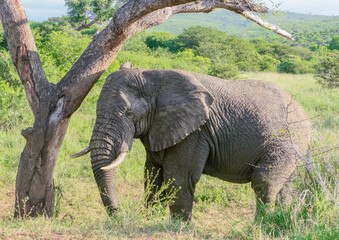 Elefante im Naturreservat Hluhluwe Nationalpark Südafrika
