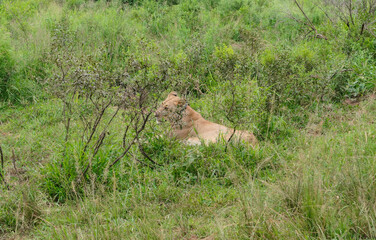 Löwin im Naturreservat im Hluhluwe Nationalpark Südafrika