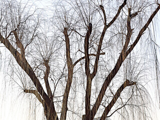 Fototapeta na wymiar Leafless Willow tree abstract