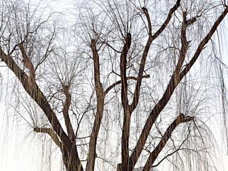 Fototapeta premium Leafless Willow tree abstract