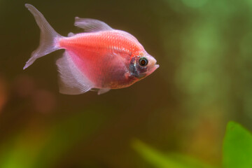 Obraz premium Ternetia aquarium fish close-up, freshwater aquarium