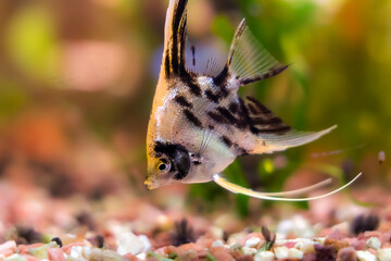 Aquarium fish scalaria close-up, freshwater aquarium