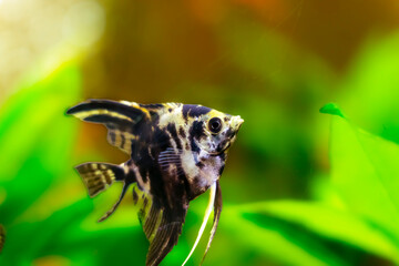 Aquarium fish scalaria close-up, freshwater aquarium