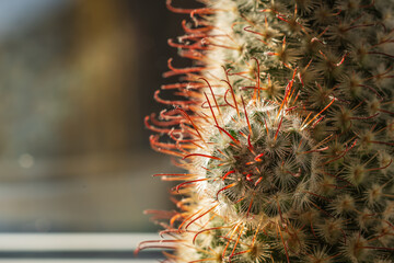 Green blossoming cactus with sharp white prickles in pot closeup