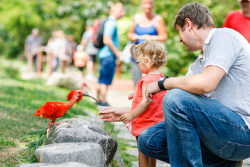 Cute adorable toddler girl and dad feeding red ibis bird in a zoo or zoological garden. Happy...