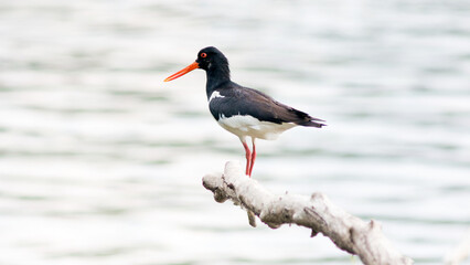 red billed stork