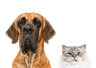 Obraz premium Group of Fawn Great Dane dog and cat close up portrait peeking isolated on white studio background copy space little and large unusual friendship