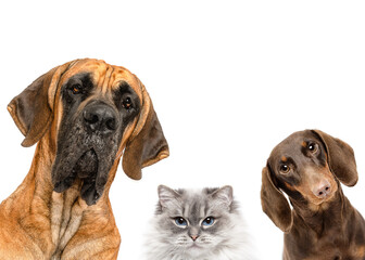 Great Dane, Dachshund dog and cat best friends peeking  isolated on white studio background copy...