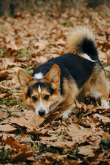 The tricolor corgi pembroke has a fluffy tail, short legs, and a curious expression while searching among brown leaves. A charming pet is playing with fallen leaves in an autumn park.