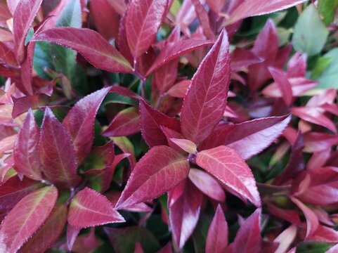 Leucothoe 'Zeblid'