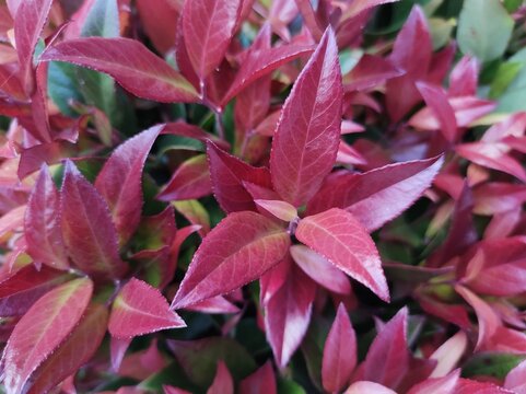 Leucothoe 'Zeblid'