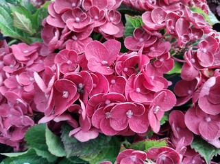 Hydrangea macrophylla 'Ningbo Red'