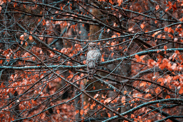 Ural owl, Strix uralensis sitting on branch with colored leaves in a rainy day