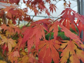 Acer x pseudosieboldianum 'Arctic Jade' © John Caley