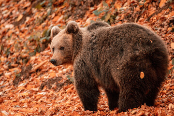 Cute wild brown bear in the forest with colored leaves on the ground during autumn season