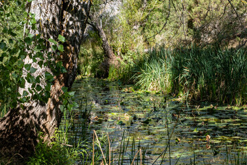 Parque Natural del Cañón del Río Lobos, Soria, Autonomous Community of Castile, Spain, Europe