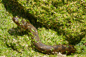CULEBRA VIPERINA o DE AGUA (Natrix Maura)