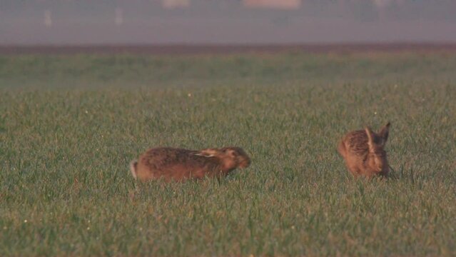 hares chase each other on a meadow in spring (slow m.)