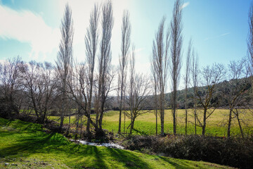 
poplar trees in autumn by the little creek sun and blue sky green fields
