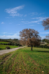 Fototapeta na wymiar country gravel road in the field big trees blue sky green grass olive trees in the horizon