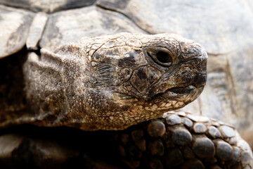 Head Shot of Mediterranean Spur Thighed Tortoise 