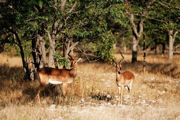 Antelopes are in the wildlife outdoors in Africa