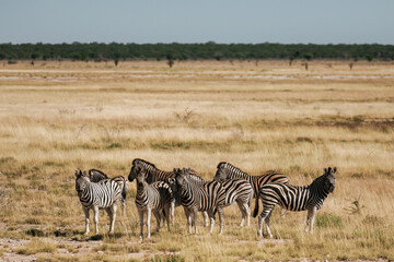 Fototapeta premium Zebras in the wildlife at daytime