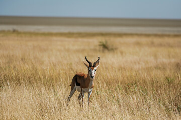 Antelope is in the wildlife outdoors in Africa