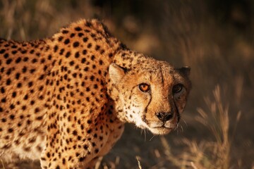 Cheetah is outdoors in the wildlife