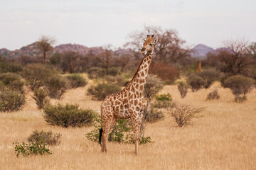 Naklejka na ściany i meble Giraffe is outdoors in the wildlife in the Africa