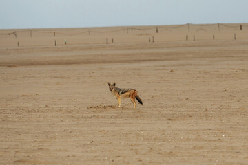 The golden jackal is in the wildlife at daytime