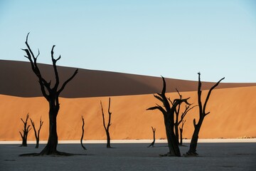 Black and dead trees. Sossusvlei, Famous sand dunes and dead trees in Deadvlei