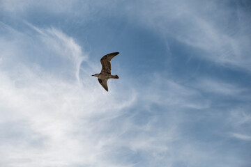 Seagull on blue background. European herring gull, Larus argentatus. Seagull flying in front of blue clouds.