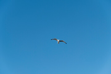 Fototapeta na wymiar Seagull on blue background. European herring gull, Larus argentatus. Seagull flying in front of blue clouds.