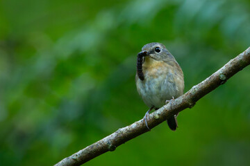 Female snowy-browed flycatcher ficedula hyperythra catching worm with its beak, natural bokeh background