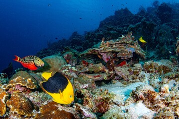 Fototapeta na wymiar Parrot fish, Stoplight, Bonaire