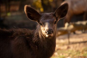 A portrait of little baby elk also known as wapiti or pronghorne antelope.