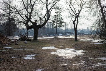 Thaw in a Sparse Forest with Patches of Snow and Muddy Ground