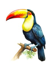 Watercolor illustration of a toco toucan bird perched on a branch isolated on white background.