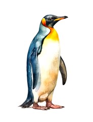 Watercolor illustration of a king penguin isolated on white background.