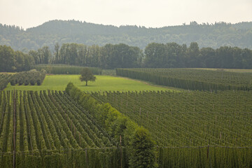 Fototapeta premium Tettnang hop plantation near Lake Constance