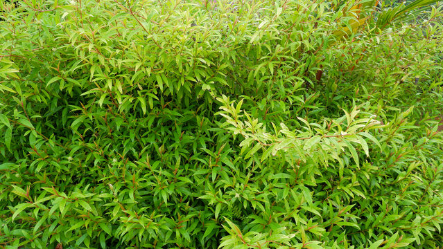 Lush And Green Justicia Gendarussa Burm (Polygala Chinensis Linn) Plants Growing In The Yard Of The House