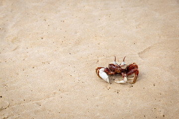 Front of red and white Ghost Crab on Sand Strand, Queensland, Australia.