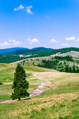 Summer in Pieniny Mountains. View of valley of nature reserve "Biala Woda" and Radziejowej Range in Beskid Sadecki.