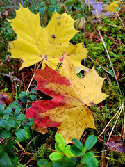 autumn leaves background
