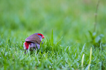 Close-Up of Red-browed Finch sitting on the Grass, Queensland, Australia.