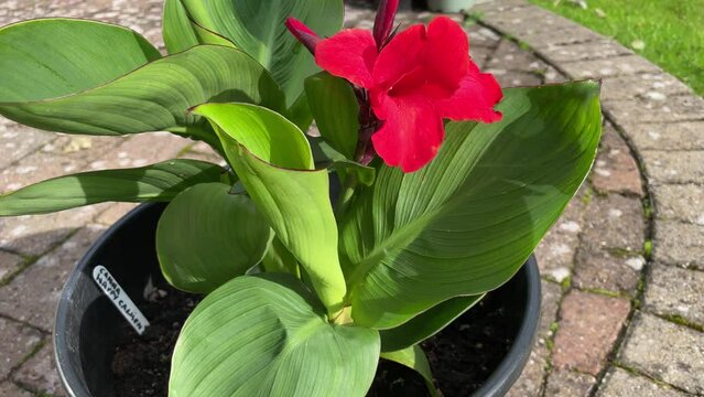 Dwarf canna lily 'Happy Carmen' in flower