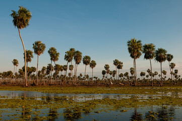 Sunst Palms landscape in La Estrella Marsh, Formosa province, Argentina.