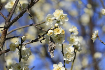 梅の花とミノムシ